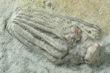 Fossil Crinoid Plate (Three Species) - Crawfordsville, Indiana #325763-2